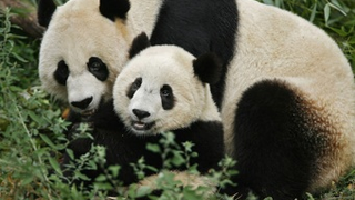 National Zoo Panda Pregnancy Mania Has Officially Begun
